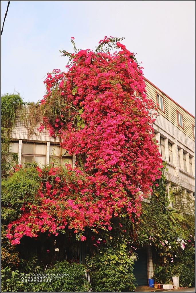 光復九重葛(松青鮮花店)-2021-03-01.jpg