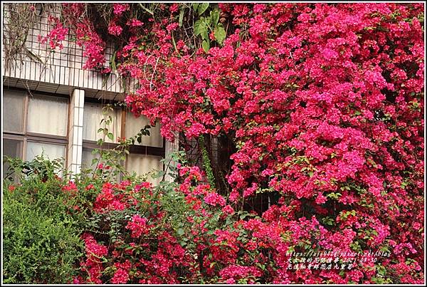 光復九重葛(松青鮮花店)-2021-03-04.jpg