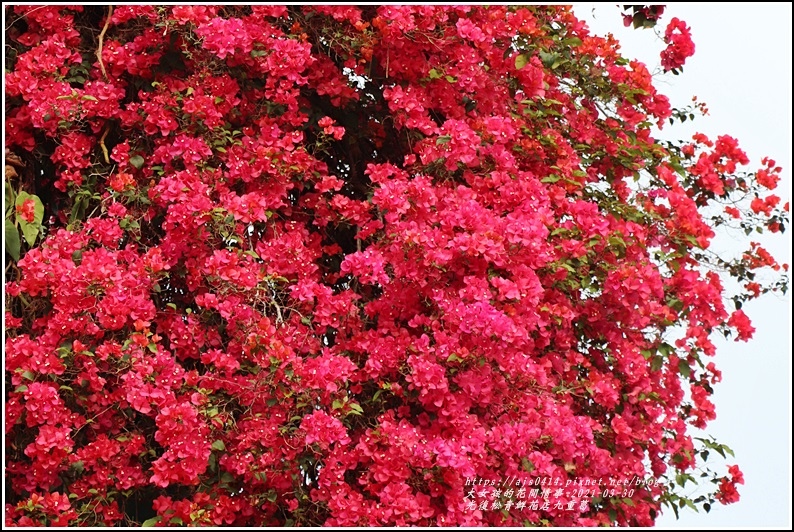 光復九重葛(松青鮮花店)-2021-03-07.jpg