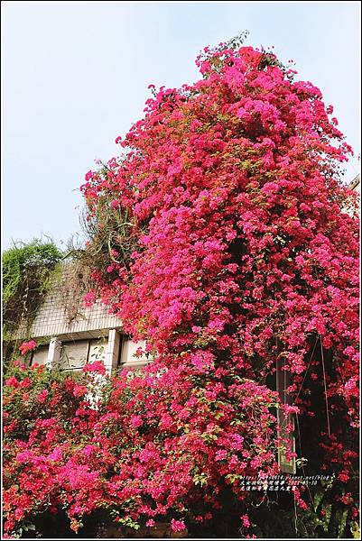 光復九重葛(松青鮮花店)-2021-03-14.jpg