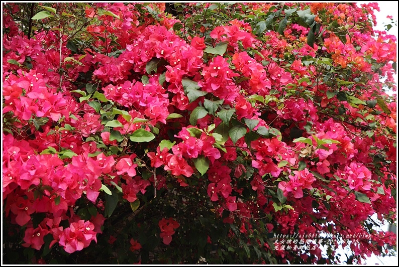 光復九重葛(松青鮮花店)-2021-03-10.jpg