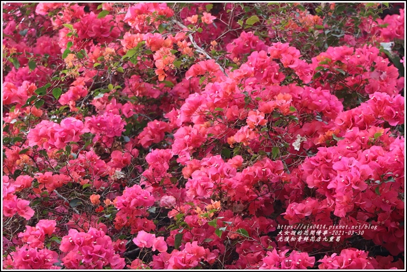 光復九重葛(松青鮮花店)-2021-03-20.jpg