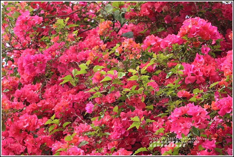 光復九重葛(松青鮮花店)-2021-03-18.jpg