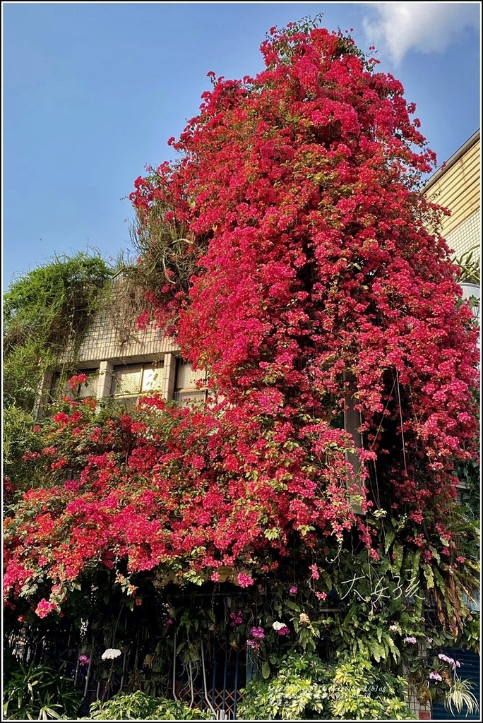 光復九重葛(松青鮮花店)-2021-03-32.jpg