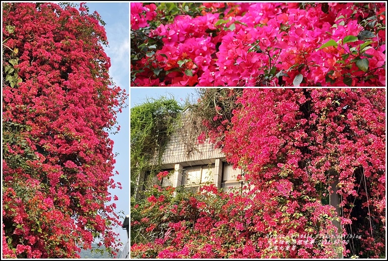 花蓮光復,九重葛,松青鮮花店,櫻花,黃花風鈴木,光復鄉,賞花,花蓮,光復,花海