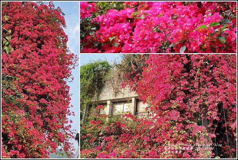 花蓮,光復,松青鮮花店,九重葛,賞花,花海,花柱,花蓮景點