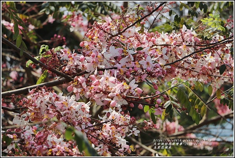 玉里花旗木-2021-04-02.jpg