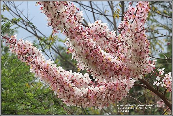 玉里花旗木-2021-04-27.jpg