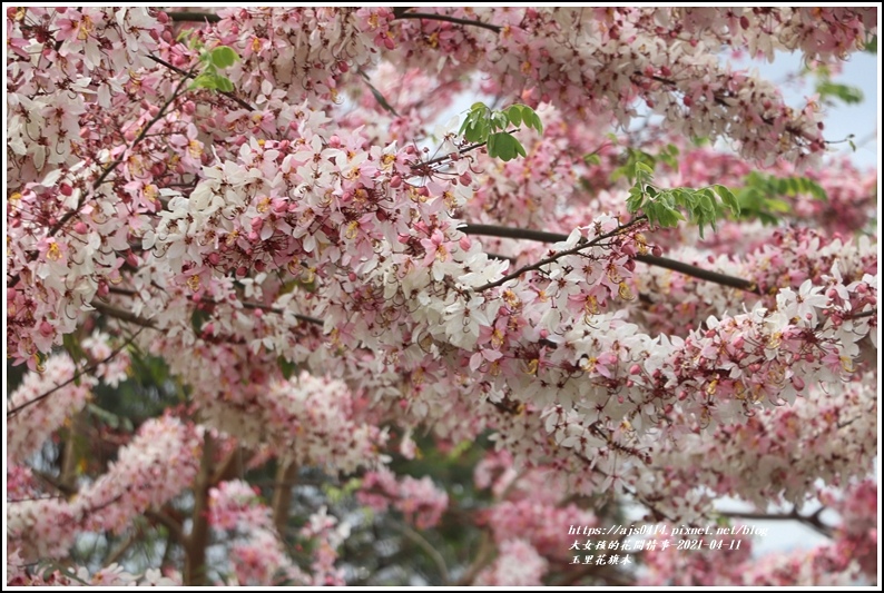 玉里花旗木-2021-04-33.jpg