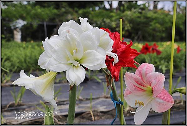 嘉德萱草花田-2021-04-08.jpg