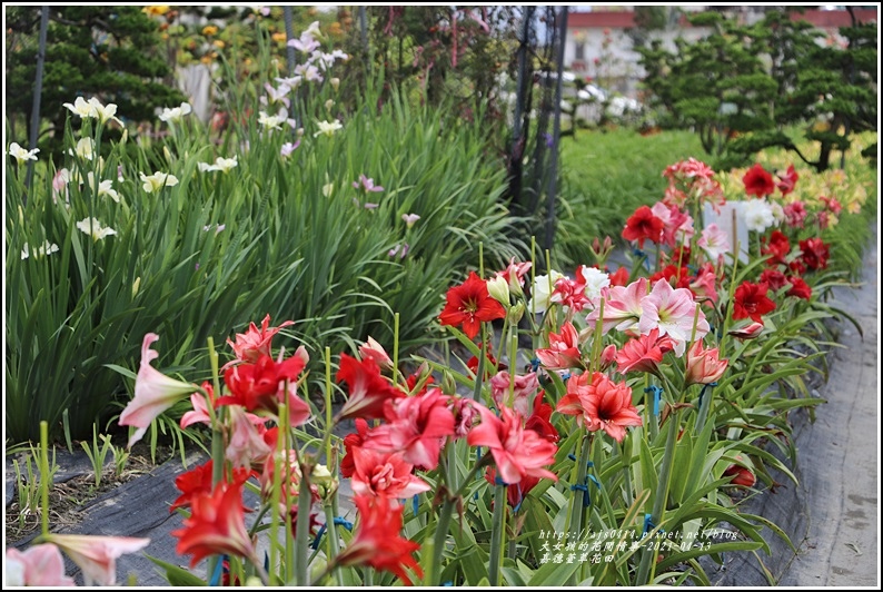 嘉德萱草花田-2021-04-20.jpg