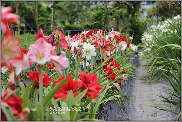 嘉德萱草花田-2021-04-27.jpg