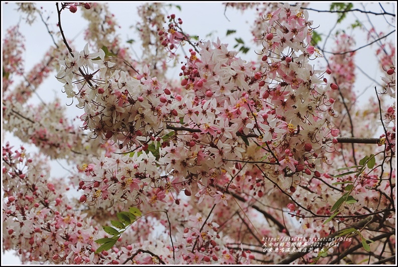 台東鹿鳴溫泉酒店花旗木-2021-04-47.jpg