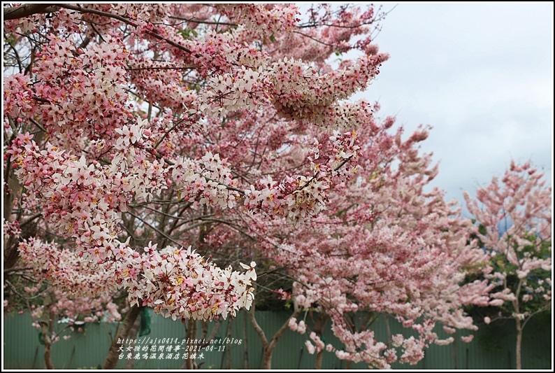 台東鹿鳴溫泉酒店花旗木-2021-04-48.jpg