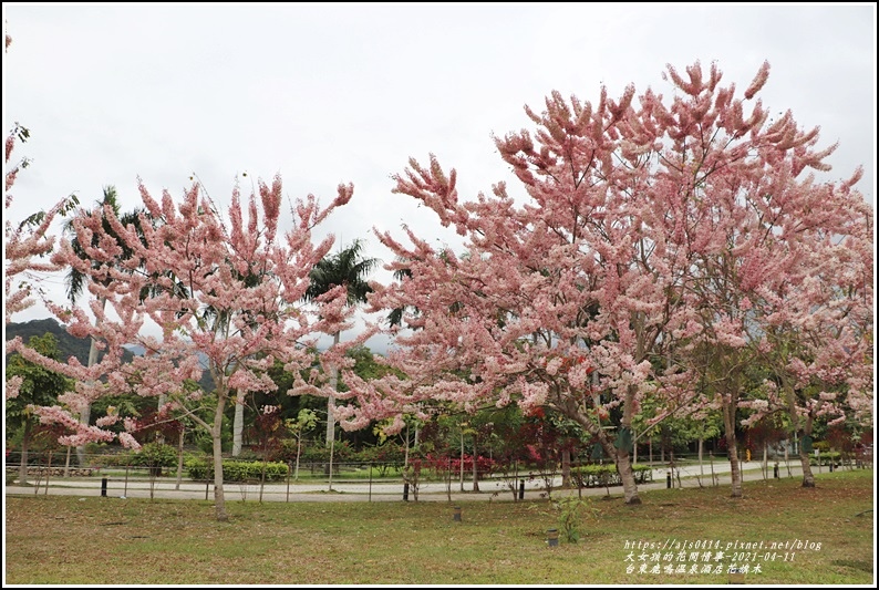 台東鹿鳴溫泉酒店花旗木-2021-04-51.jpg