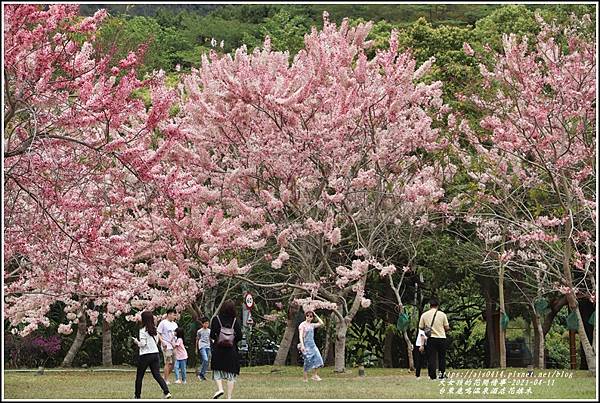 台東鹿鳴溫泉酒店花旗木-2021-04-104.jpg