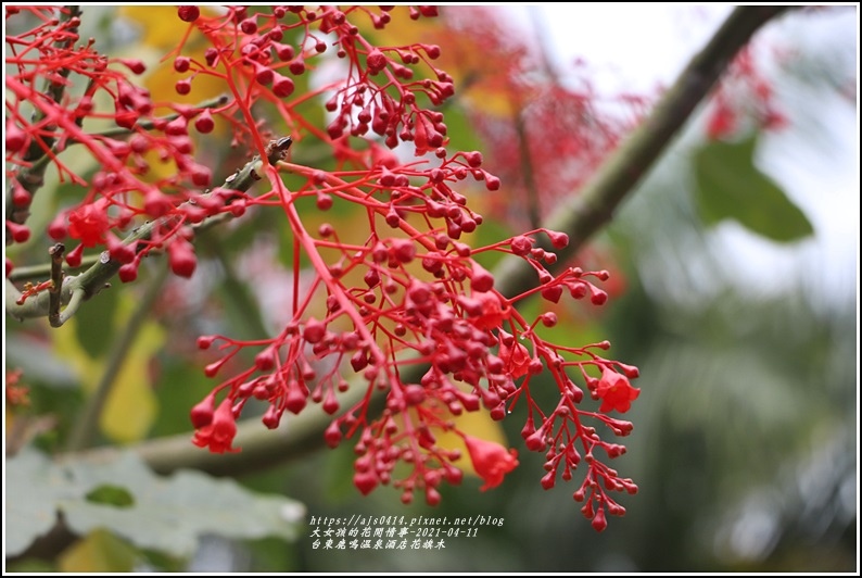 台東鹿鳴溫泉酒店花旗木-2021-04-120.jpg