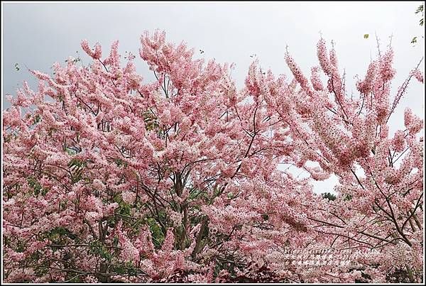 台東鹿鳴溫泉酒店花旗木-2021-04-118.jpg