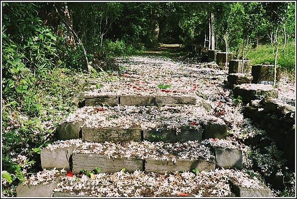 瑞穗虎頭山步道桐花-2021-04-08.jpg