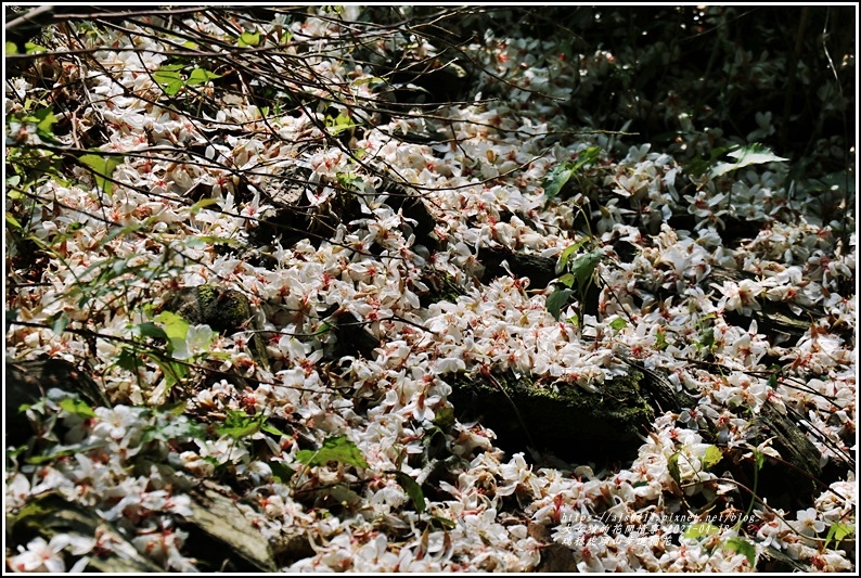 瑞穗虎頭山步道桐花-2021-04-37.jpg