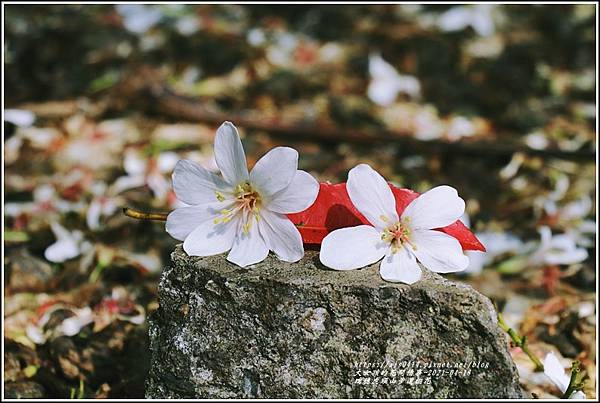 瑞穗虎頭山步道桐花-2021-04-43.jpg