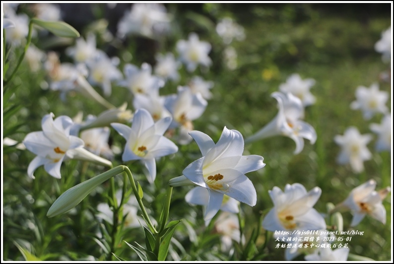 秀姑巒溪遊客中心鐵炮百合花-2021-05-16.jpg