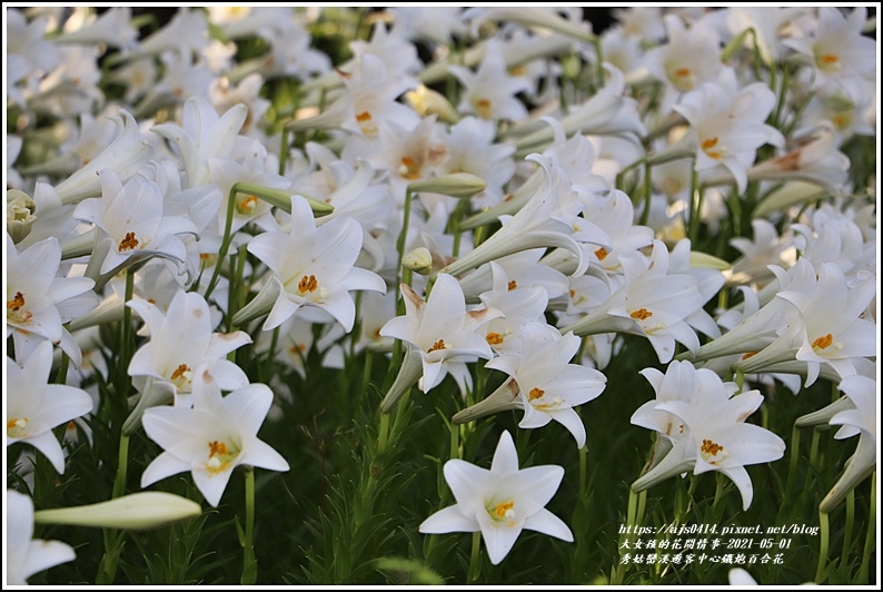 秀姑巒溪遊客中心鐵炮百合花-2021-05-21.jpg