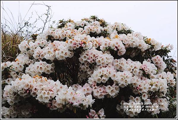 合歡山小奇萊步道玉山杜鵑-2021-04-02.jpg