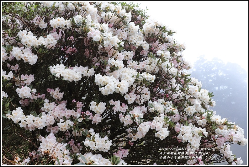 合歡山小奇萊步道玉山杜鵑-2021-04-04.jpg