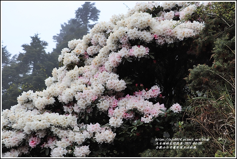 合歡山小奇萊步道玉山杜鵑-2021-04-18.jpg