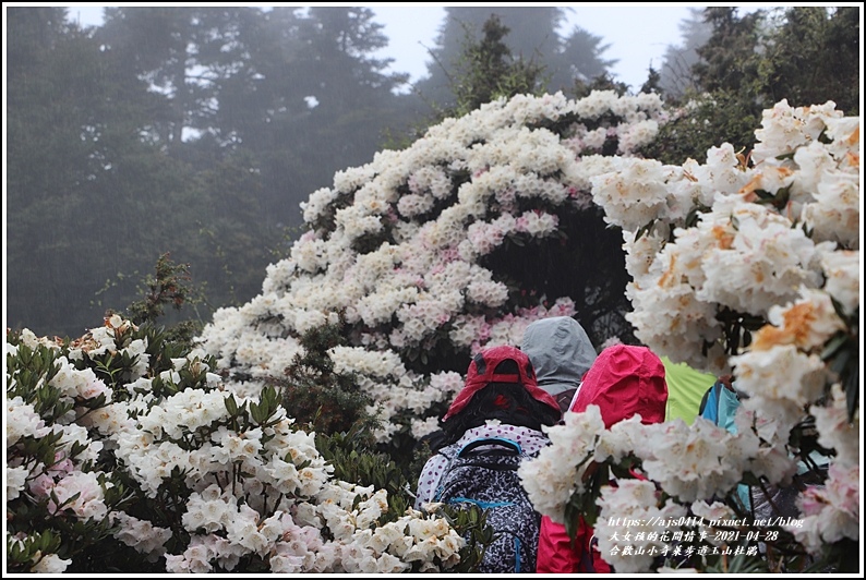 合歡山小奇萊步道玉山杜鵑-2021-04-20.jpg