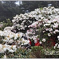 合歡山小奇萊步道玉山杜鵑-2021-04-23.jpg