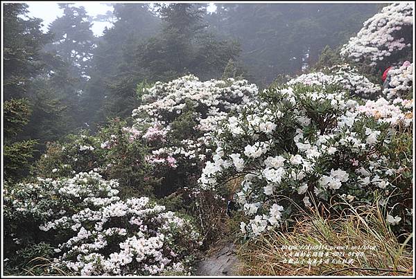 合歡山小奇萊步道玉山杜鵑-2021-04-28.jpg