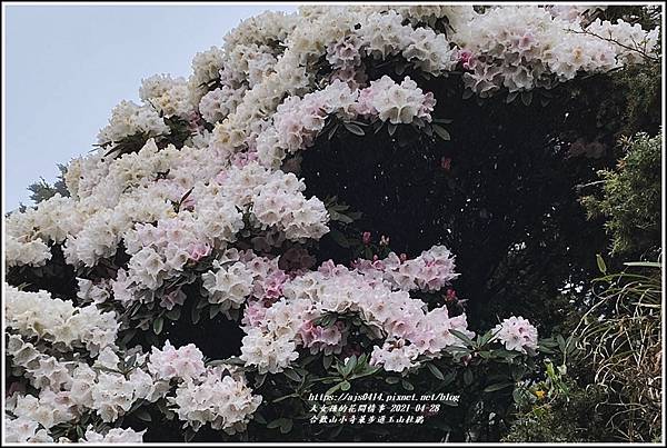 合歡山小奇萊步道玉山杜鵑-2021-04-41.jpg