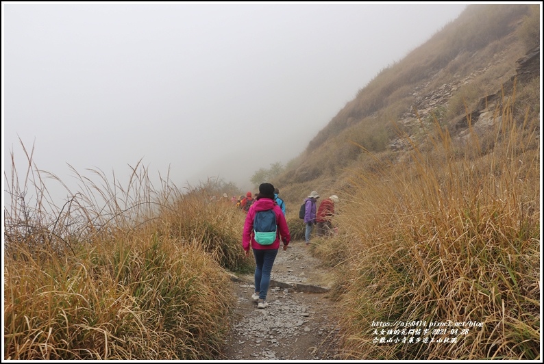 合歡山小奇萊步道玉山杜鵑-2021-04-71.jpg 合歡山小奇萊步道玉山杜鵑-2021-04-71.jpg