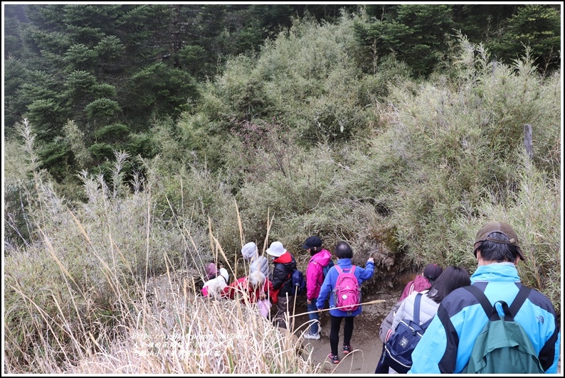 合歡山小奇萊步道玉山杜鵑-2021-04-81.jpg 合歡山小奇萊步道玉山杜鵑-2021-04-81.jpg