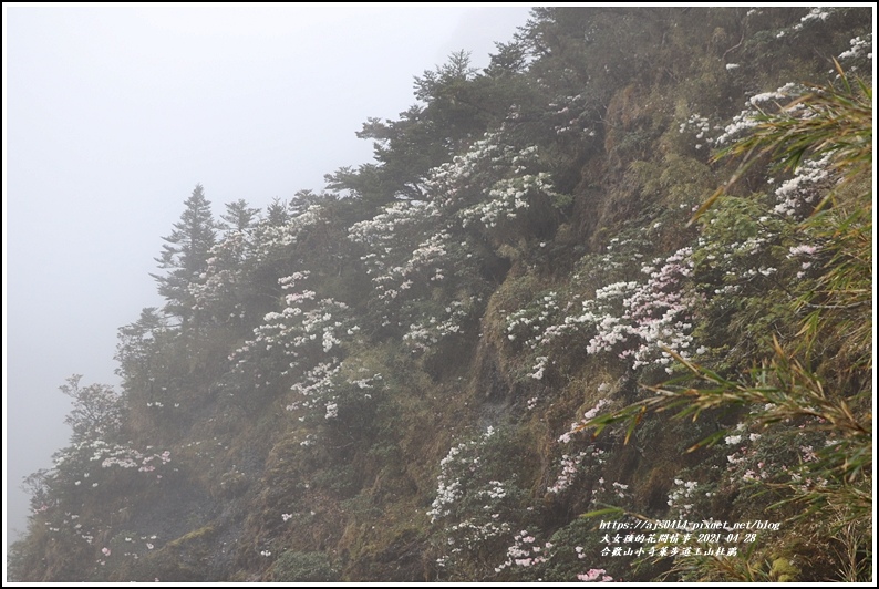 合歡山小奇萊步道玉山杜鵑-2021-04-96.jpg 合歡山小奇萊步道玉山杜鵑-2021-04-96.jpg