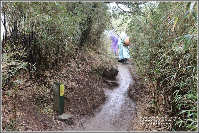 合歡山小奇萊步道玉山杜鵑-2021-04-99.jpg 合歡山小奇萊步道玉山杜鵑-2021-04-99.jpg