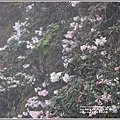 合歡山小奇萊步道玉山杜鵑-2021-04-100.jpg