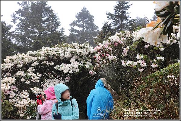 合歡山小奇萊步道玉山杜鵑-2021-04-103.jpg