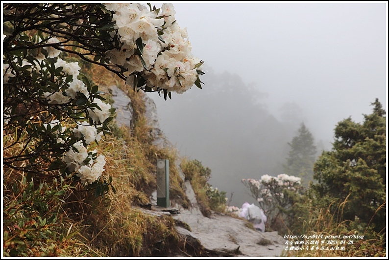 合歡山小奇萊步道玉山杜鵑-2021-04-105.jpg 合歡山小奇萊步道玉山杜鵑-2021-04-105.jpg