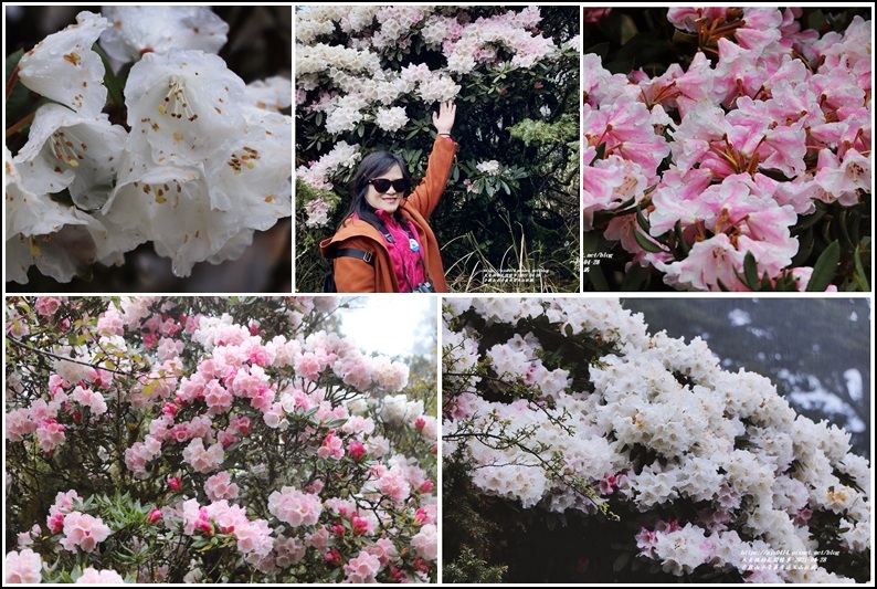 合歡山,小奇萊步道,玉山杜鵑,高山健行,台14甲線,金翼白眉,台灣冷杉,花蓮,秀林,步道,登山,花季,賞花,花海,大自然,百岳