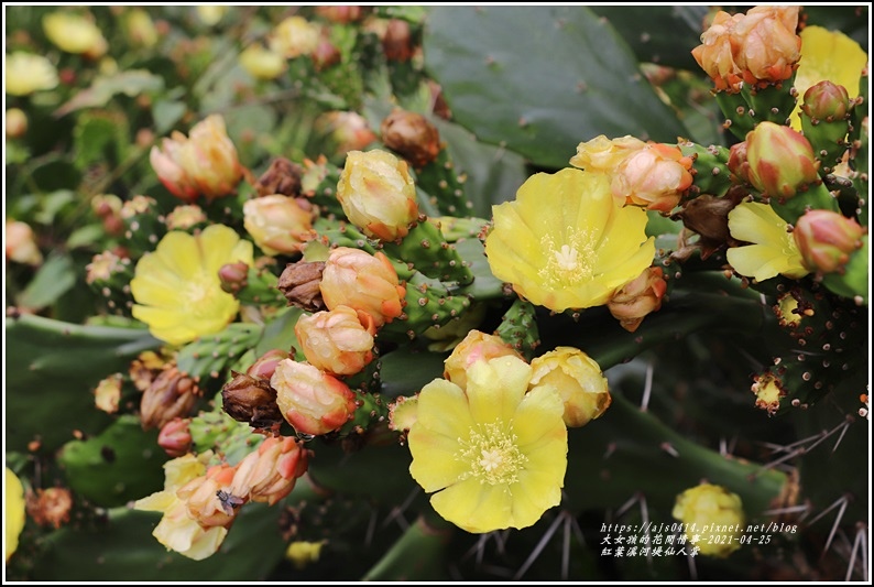 紅葉溪河堤仙人掌-2021-04-01.jpg