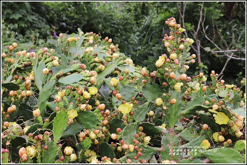 紅葉溪河堤仙人掌-2021-04-07.jpg