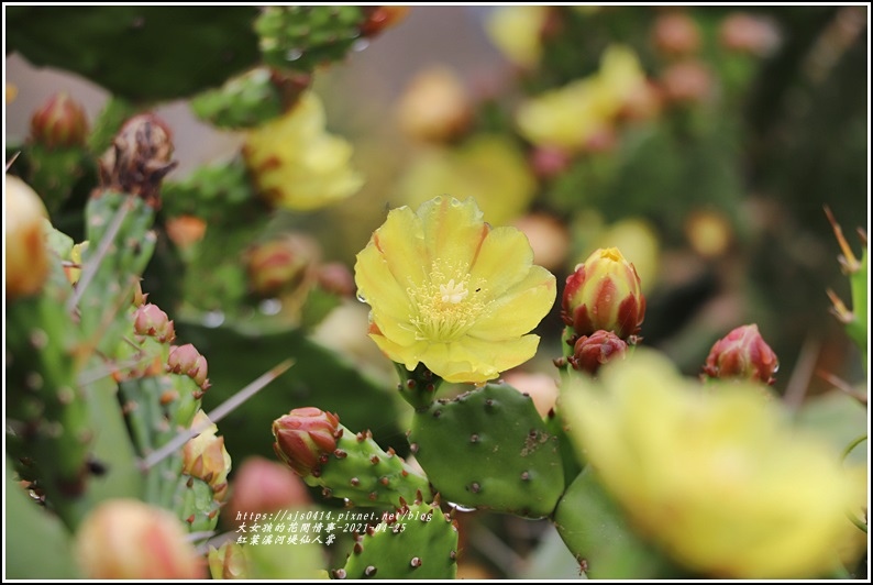 紅葉溪河堤仙人掌-2021-04-11.jpg