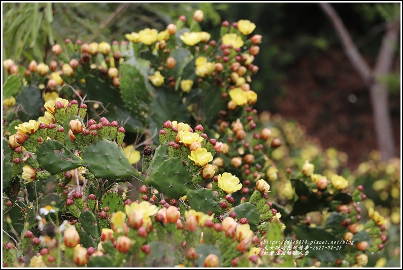 紅葉溪河堤仙人掌-2021-04-32.jpg