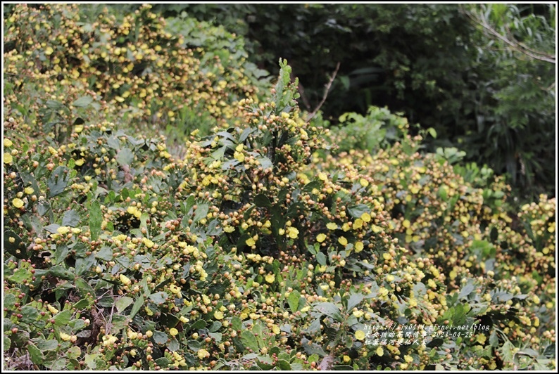 紅葉溪河堤仙人掌-2021-04-35.jpg