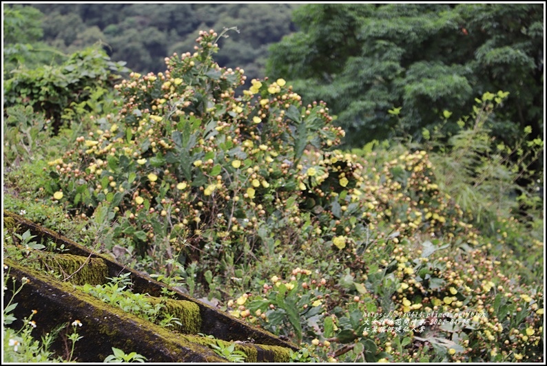 紅葉溪河堤仙人掌-2021-04-36.jpg