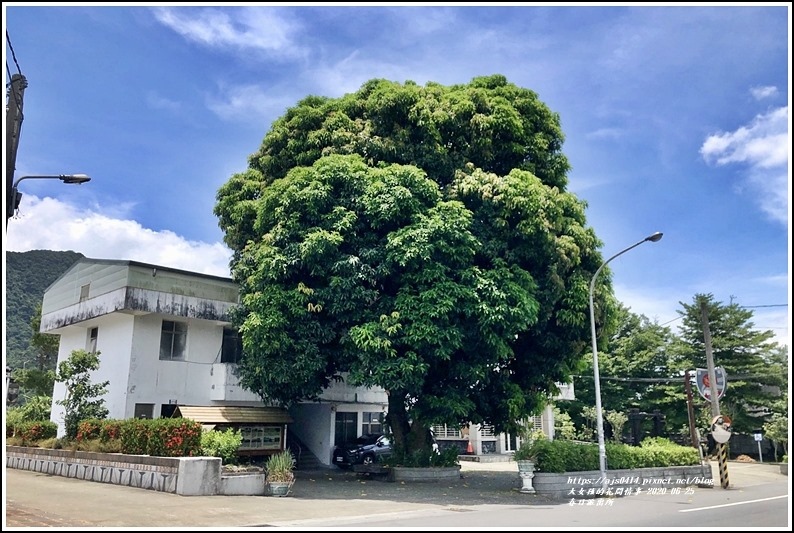 春日齊柏林樹-2020-06-01.jpg