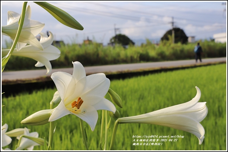 鐵炮百合花(明利村)-2021-04-11.jpg